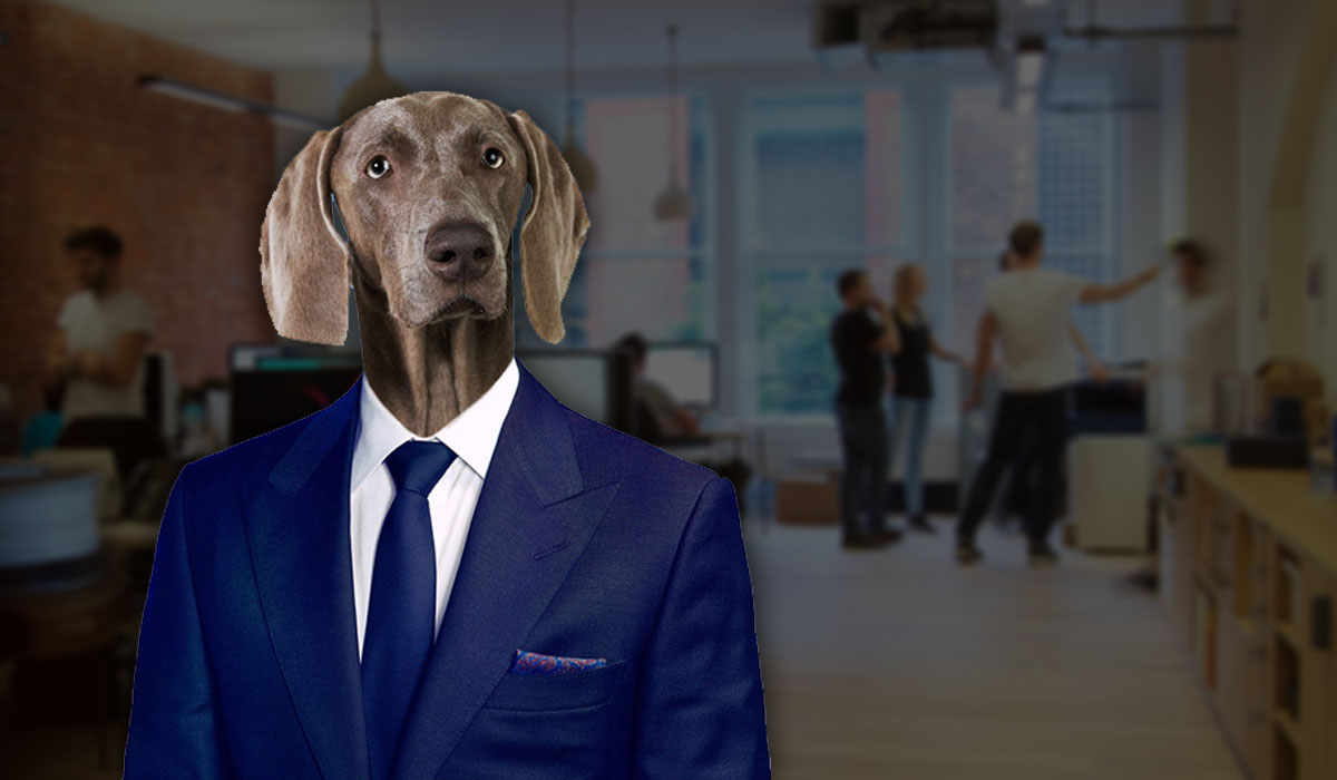 Dog CEO - Top Ten Tips for How to Succeed in Business